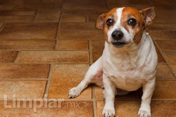 Consejos para evitar los malos olores originados por el orín y el excremento de nuestras mascotas