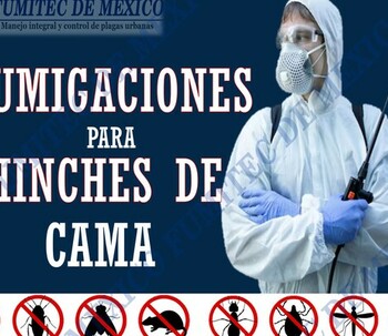 Fumigaciones para chibches de cama